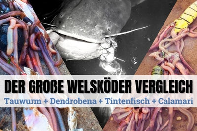 Calamari & Kraken Tintenfisch Angelköder, unbehandelt, roh & gefroren inkl. Thermobox